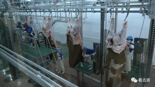 市政協(xié)調(diào)研組赴古浪縣調(diào)研農(nóng)產(chǎn)品加工產(chǎn)業(yè)發(fā)展情況，聚焦超聲技術(shù)賦能產(chǎn)業(yè)升級